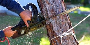 How Our Tree Care Process Works  in  Ashton Sandy Spring, MD