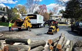 Best Tree Disease Treatment  in Ashton Sandy Spring, MD