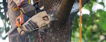 Best Tree Trimming and Pruning  in Ashton Sandy Spring, MD