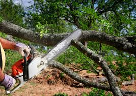 Best Leaf Removal  in Ashton Sandy Spring, MD