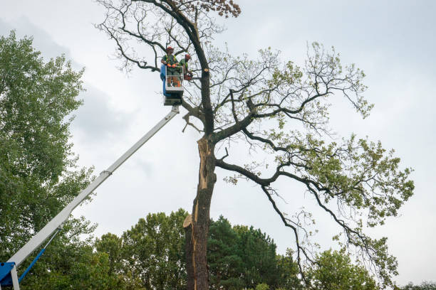 Mulching Services in Ashton Sandy Spring, MD