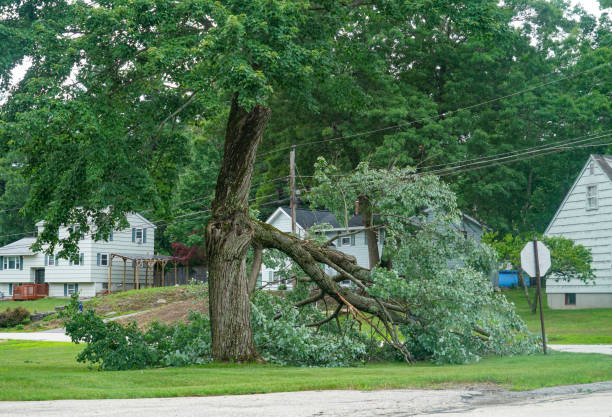 Best Tree Maintenance Programs  in Ashton Sandy Spring, MD