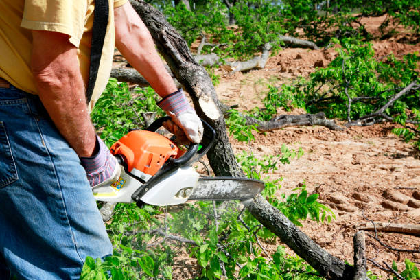 Best Emergency Tree Removal  in Ashton Sandy Spring, MD